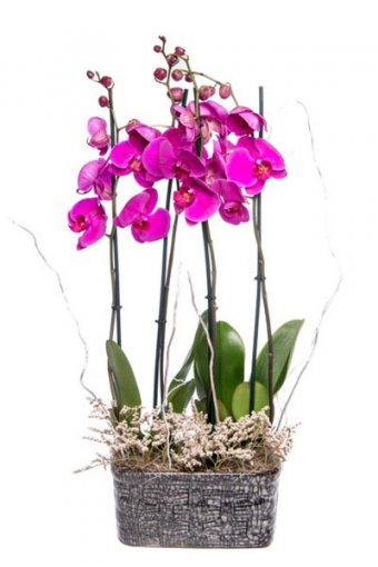 Ophelia Serisi Mor Orkide Tasarım