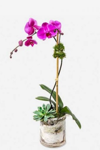 Orkide Succulent Aranjman