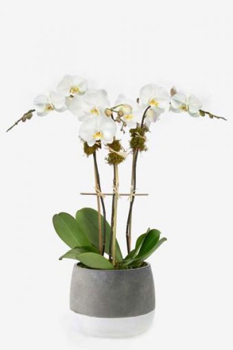 Beyaz Orkide Aranjmanı